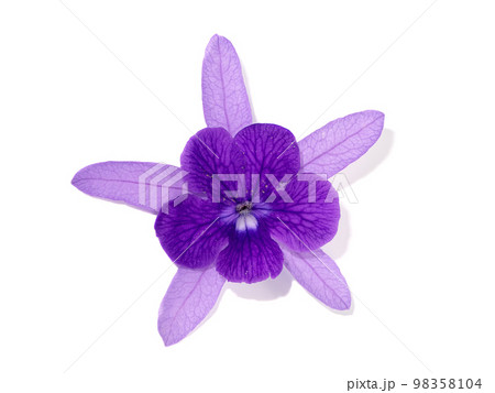 Close up of Purple Wreath Sandpaper Vine flower. Close up of Purple Wreath Sandpaper Vine flower. 98358104
