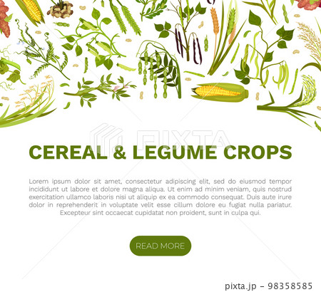 Organic Cereals and Legume Banner Design with Growing Crops and Plant Vector Template Organic Cereals and Legume Banner Design with Growing Crops and Plant Vector Template 98358585