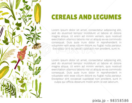 Organic Cereals and Legume Banner Design with Growing Crops and Plant Vector Template Organic Cereals and Legume Banner Design with Growing Crops and Plant Vector Template 98358586