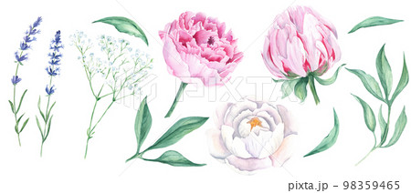 White and pink watercolor peony flowers, leaves, lavender and gypsophila set. Hand drawn botanical illustration isolated on white background. Can be used for greeting cards, bouquets, wedding 98359465