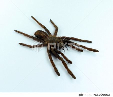 Giant black spider tarantula isolated on white. Erypelma spinius macro close up, arachnidae, collection insect, horror, halloween 98359608