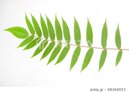 branch with leaves on a white background. vegetation and botany branch with leaves on a white background. vegetation and botany 98360055