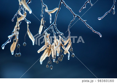 Icicles on the ice branches of a linden tree. season of temperature changes  98360160