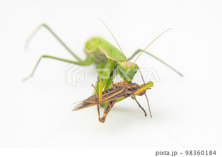 praying mantis eats a grasshopper close-up on a white background praying mantis eats a grasshopper close-up on a white background 98360184