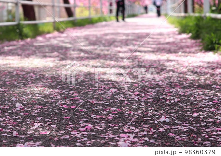 桜の花びらが落ちる道 98360379