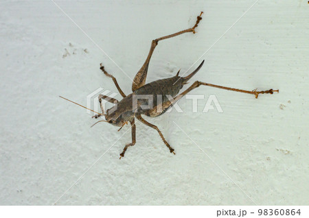 Tettigoniidae with a sharp tail on a wall in a house 98360864