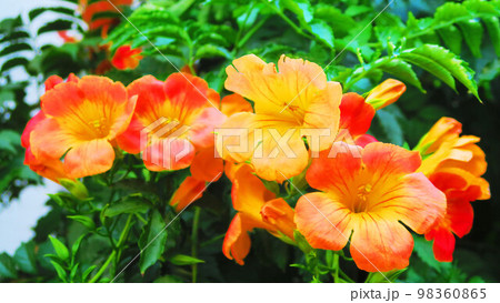 ノウゼンカズラの花のある風景 ノウゼンカズラの花のある風景 98360865