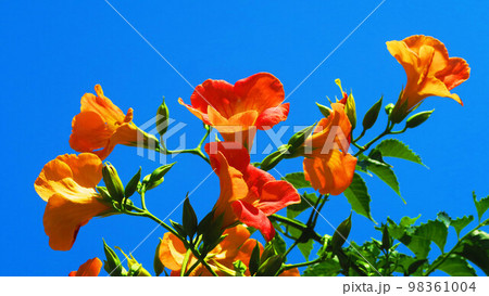ノウゼンカズラの花のある風景 98361004