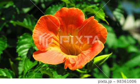 ノウゼンカズラの花のある風景 98361006