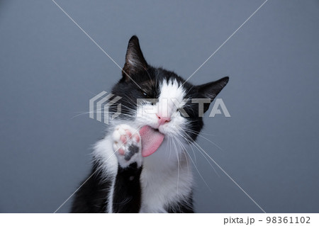 cute tuxedo cat licking paw on gray background 98361102