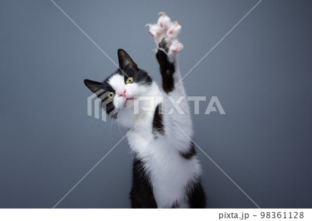 playing tuxedo cat showing claws playing tuxedo cat showing claws 98361128