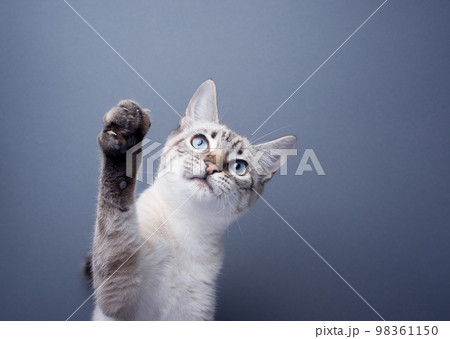 playful kitten raising paw looking up on gray background playful kitten raising paw looking up on gray background 98361150