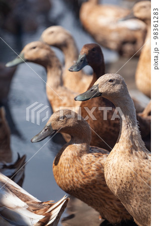 Flock of domestic ducks in Balinese rice field 98361283