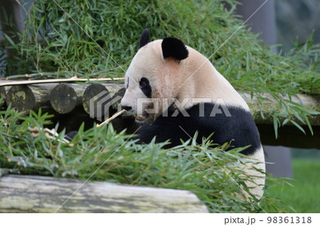 おいしそうに竹を食べる桜浜 98361318
