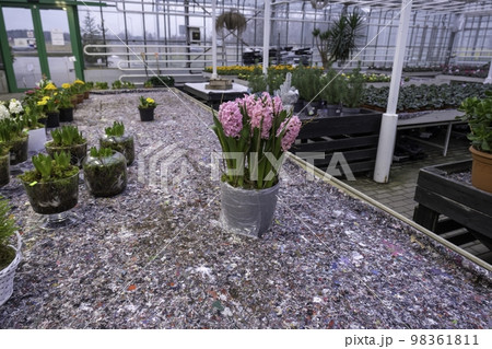 Plenty of beautiful pink hyacinth flowers growing in the pot. Potted decorative plants. Greenhouse in winter with spring flowers Plenty of beautiful pink hyacinth flowers growing in the pot. Potted decorative plants. Greenhouse in winter with spring flowers 98361811