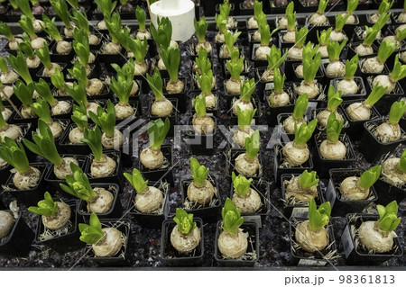Hyacinth seedlings in the greenhouse. Flowers for planting. Waiting for spring. organic plant growing Hyacinth seedlings in the greenhouse. Flowers for planting. Waiting for spring. organic plant growing 98361813