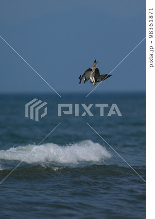 餌めがけて海に飛び込むミサゴ 餌めがけて海に飛び込むミサゴ 98361871