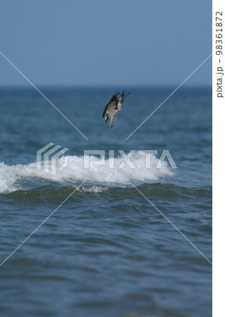 餌めがけて海に飛び込むミサゴ 98361872