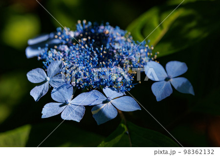 梅雨に咲きほこる万葉の花 アジサイ 梅雨に咲きほこる万葉の花 アジサイ 98362132
