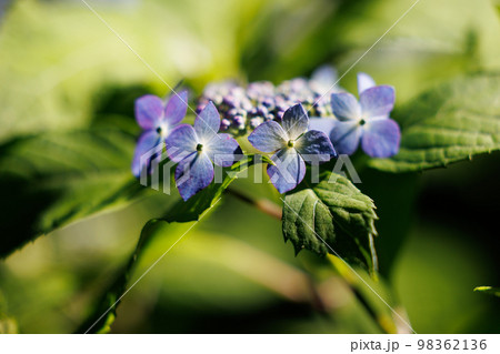 梅雨に咲きほこる万葉の花　アジサイ 98362136