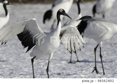 タンチョウ亜成鳥の着地 98362802