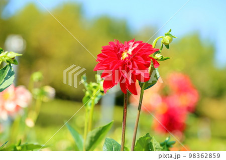 ダリアの花 98362859