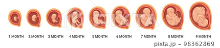 Fetal stages. Human embryo growth process. Pregnancy cartoon icon Fetal stages. Human embryo growth process. Pregnancy cartoon icon 98362869