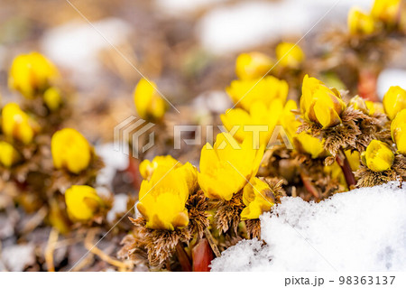 【花素材】雪から顔をのぞかせる福寿草【長野県】 【花素材】雪から顔をのぞかせる福寿草【長野県】 98363137