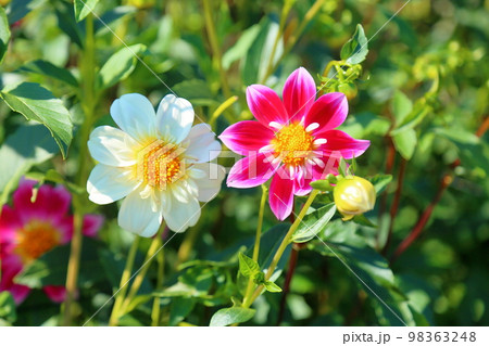 ダリアの花 98363248