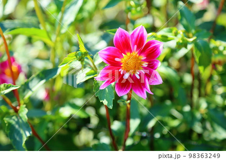 ダリアの花 98363249
