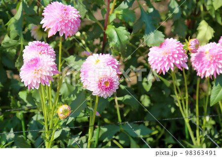 ダリアの花 ダリアの花 98363491