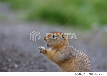Ground squirrel 98363770