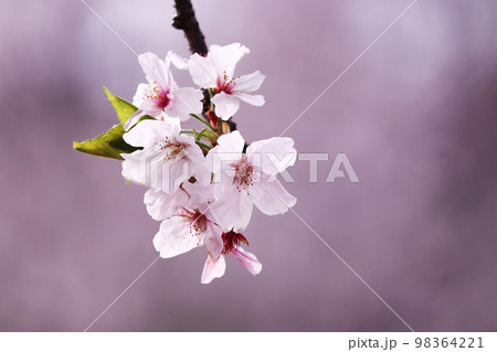 春の訪れと美しい桜 98364221