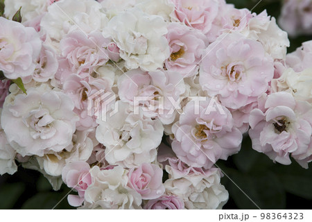 薔薇園にピンク色と白色の薔薇の花が咲いています。このバラの名前はセレッソです。 薔薇園にピンク色と白色の薔薇の花が咲いています。このバラの名前はセレッソです。 98364323