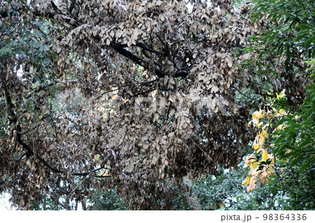 各地の公園や山林で紅葉と見間違てしまうナラ枯れが見受けられる 各地の公園や山林で紅葉と見間違てしまうナラ枯れが見受けられる 98364336