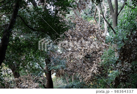 各地の公園や山林で紅葉と見間違てしまうナラ枯れが見受けられる 各地の公園や山林で紅葉と見間違てしまうナラ枯れが見受けられる 98364337