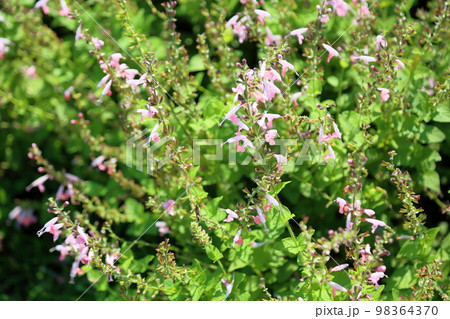 サルビア　コネクシアの花 98364370