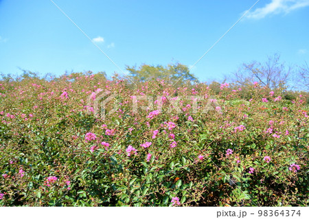 イッサイサルスベリの花 98364374