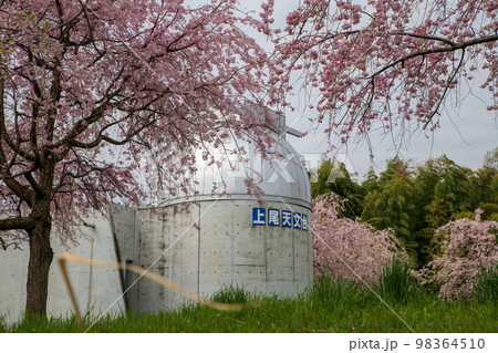 満開の桜　上尾丸山公園　天文台付近　春の風景　　　 98364510