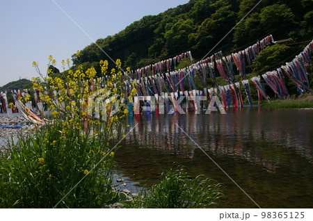 子供の日の風物詩 相模高田橋 約1200匹の鯉のぼり 準備が始まり川を泳ぎ天に舞い上がる17 子供の日の風物詩 相模高田橋 約1200匹の鯉のぼり 準備が始まり川を泳ぎ天に舞い上がる17 98365125