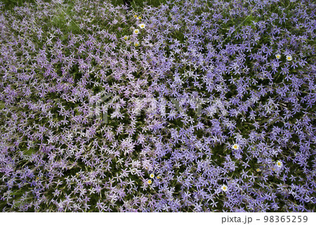公園にイソトマの花が咲いています。学名はIsotomaです。 98365259