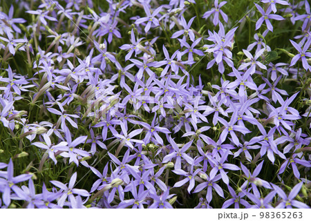 公園にイソトマの花が咲いています。学名はIsotomaです。 公園にイソトマの花が咲いています。学名はIsotomaです。 98365263