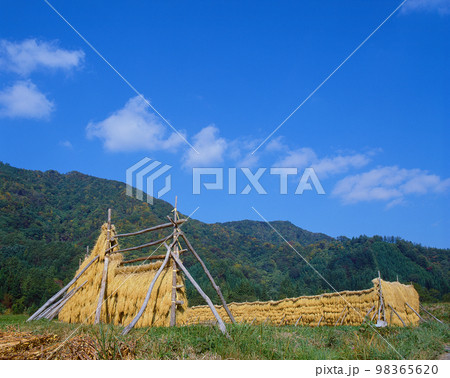 稲架掛け 田園風景 稲架掛け 田園風景 98365620