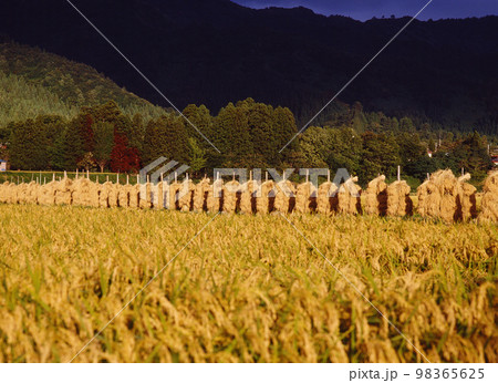 稲架掛け 田園風景 稲架掛け 田園風景 98365625