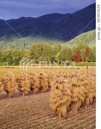 稲架掛け　田園風景 98365626