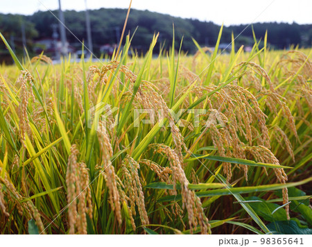 稲穂 稲穂 98365641