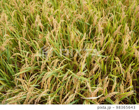 稲穂 98365643