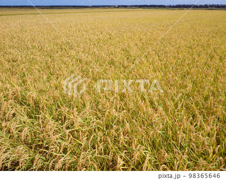 田園風景 98365646