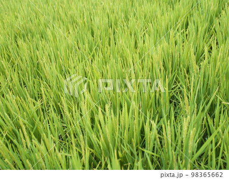 稲の花 稲の花 98365662