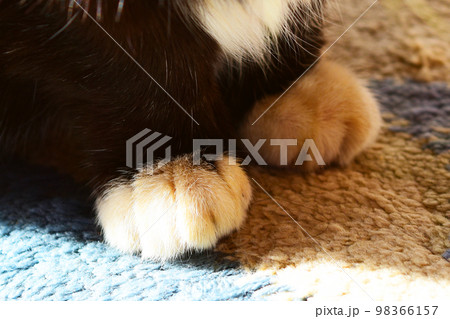 日本家屋にくる野良猫 はちわれ 98366157